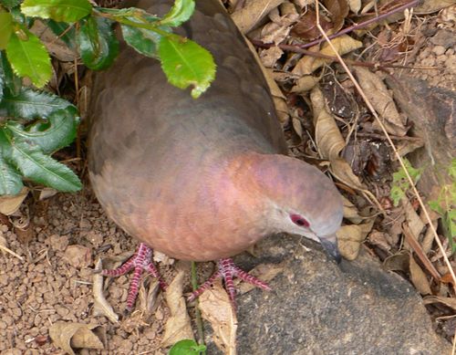 Lemon dove